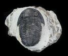 Bargain, Gerastos Trilobite Fossil - Morocco #57613-3